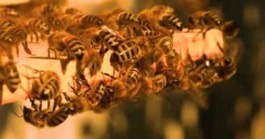 During intense heat, bees sit on the fly and flap their wings to cool the hive.
