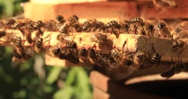 Sıcak havada, arılar sineğin üzerine oturur ve kovanlarını serinletmek için kanatlarını çırparlar..