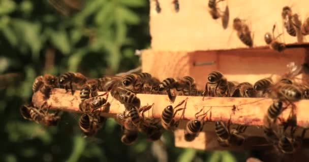 Intense Heat Bees Sit Fly Flap Wings Cool Hive — Αρχείο Βίντεο