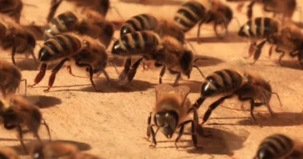 Intense Heat Bees Sit Fly Flap Wings Cool Hive — Wideo stockowe