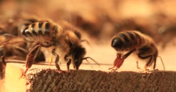 Intense Heat Bees Sit Fly Flap Wings Cool Hive — Stockvideo