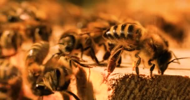 Intense Heat Bees Sit Fly Flap Wings Cool Hive — Stok video