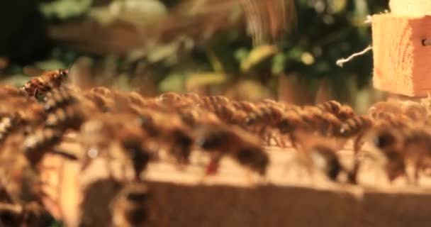 Bei Großer Hitze Sitzen Bienen Auf Der Fliege Und Schlagen — Stockvideo