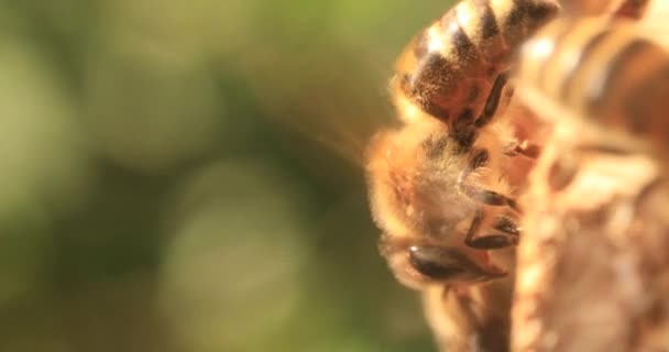 Podczas Intensywnego Upału Pszczoły Siedzą Locie Machają Skrzydłami Ochłodzić Rój — Wideo stockowe