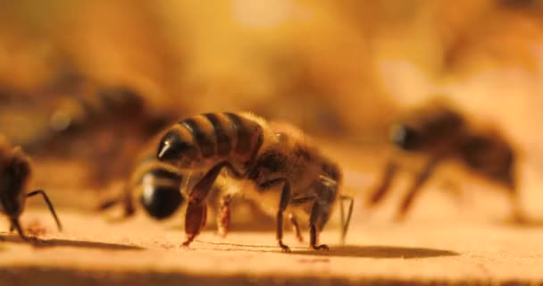 Tijdens Intense Hitte Bijen Zitten Vlieg Flap Met Hun Vleugels — Stockvideo