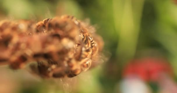 Intense Heat Bees Sit Fly Flap Wings Cool Hive — Stockvideo