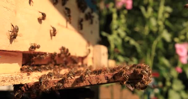 Intense Heat Bees Sit Fly Flap Wings Cool Hive — Stockvideo