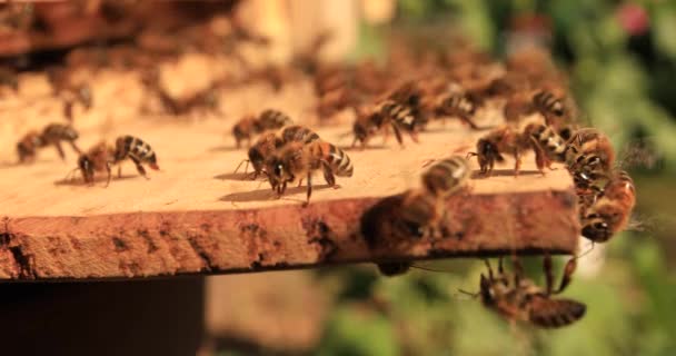 Intense Heat Bees Sit Fly Flap Wings Cool Hive — Wideo stockowe