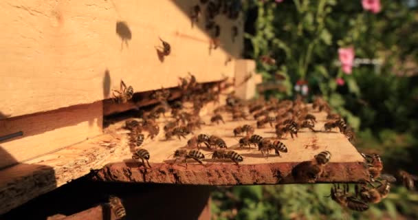 Intense Heat Bees Sit Fly Flap Wings Cool Hive — Wideo stockowe