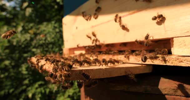 Intense Heat Bees Sit Fly Flap Wings Cool Hive — Wideo stockowe