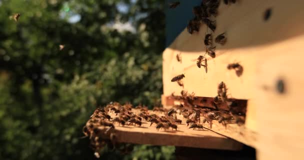 Intense Heat Bees Sit Fly Flap Wings Cool Hive — Vídeo de Stock