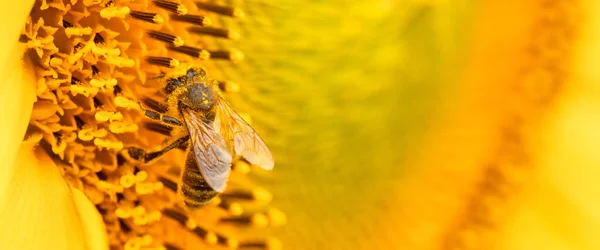 bee on a sunflower flower. Sunflower honey. A honey bee collects nectar.