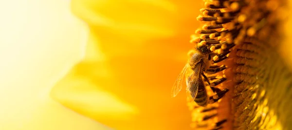bee on a sunflower flower. Sunflower honey. A honey bee collects nectar.