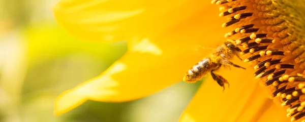 bee on a sunflower flower. Sunflower honey. A honey bee collects nectar.