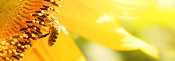 bee on a sunflower flower. Sunflower honey. A honey bee collects nectar.