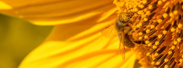 bee on a sunflower flower. Sunflower honey. A honey bee collects nectar.
