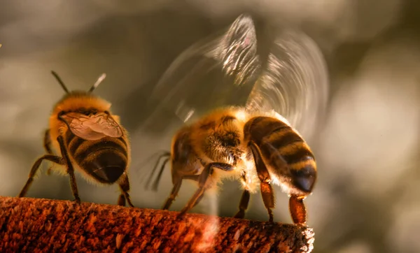 Bee Cools Hive Summer Heat Creates Wind Flapping Its Wings — Foto Stock