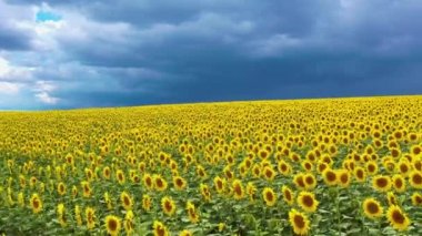 Sunflower field and storm clouds. Colors of the flag of Ukraine. Drone view.