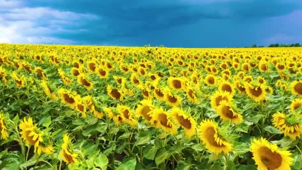 Sunflower Field Storm Clouds Colors Flag Ukraine Drone View — 图库视频影像