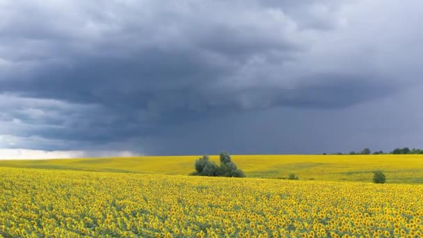 Sunflower Field Storm Clouds Colors Flag Ukraine Drone View — Vídeos de Stock