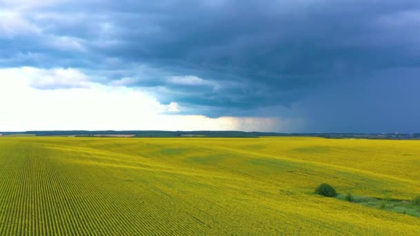 Sunflower Field Storm Clouds Colors Flag Ukraine Drone View — Vídeos de Stock