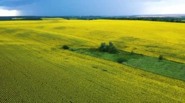 Ayçiçeği tarlası ve fırtına bulutları. Ukrayna bayrağının renkleri. Drone görünümü.