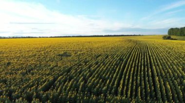 Sunflower field and storm clouds. Colors of the flag of Ukraine. Drone view.
