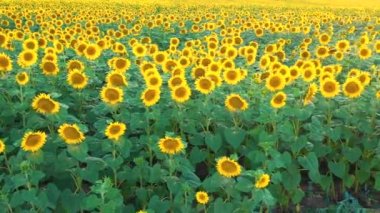 Sunflower field and storm clouds. Colors of the flag of Ukraine. Drone view.