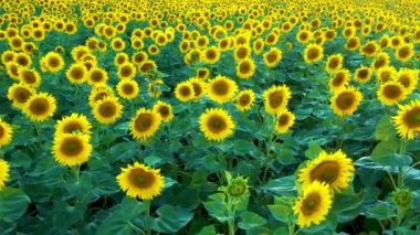 Sunflower field and storm clouds. Colors of the flag of Ukraine. Drone view.
