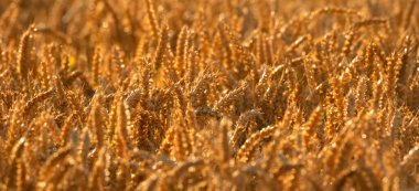 Tarlada olgunlaşmış buğday kulakları, seçici odaklanma. Kırsal alan, tarımsal alan. Tahıl hasadı.