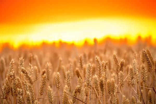 Rural Area Ripe Wheat Harvest Field Grain Crops Background Bright — 스톡 사진