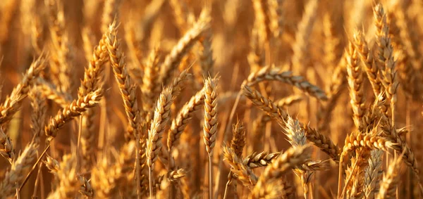 Ripe Ears Wheat Field Selective Focus Rural Area Agricultural Field — 스톡 사진