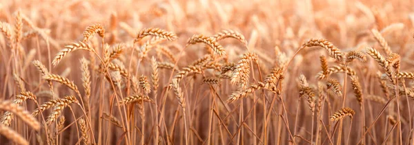 Ripe Ears Wheat Field Selective Focus Rural Area Agricultural Field — Stock Photo, Image