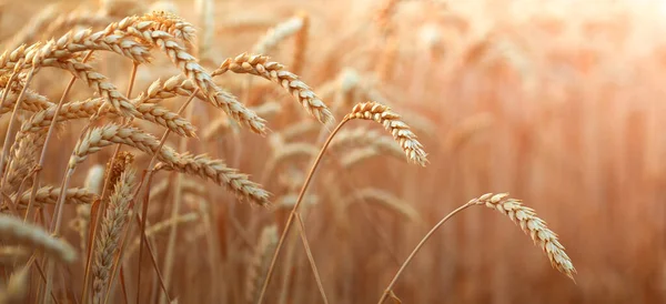 Ripe Ears Wheat Field Selective Focus Rural Area Agricultural Field — Stock Fotó