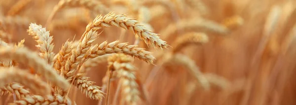 Ripe Ears Wheat Field Selective Focus Rural Area Agricultural Field — Φωτογραφία Αρχείου