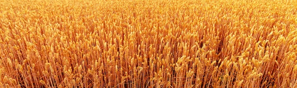 Ripe Ears Wheat Field Selective Focus Rural Area Agricultural Field — Stock Fotó