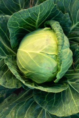 Genç yeşil lahana. Doğal soyut arkaplan ya da doku. Vejetaryen yemeği. Bahçenizde salata için taze sulu sebzeler.
