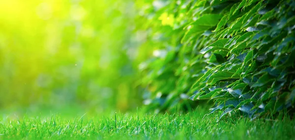 Piękny Zielony Trawnik Zielone Liście Winogron Trawnik Tworzą Piękne Naturalne — Zdjęcie stockowe
