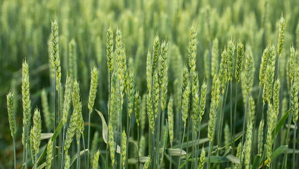 Fresh Juicy Green Ears Grain Crops Abstract Natural Background Imagen De Stock