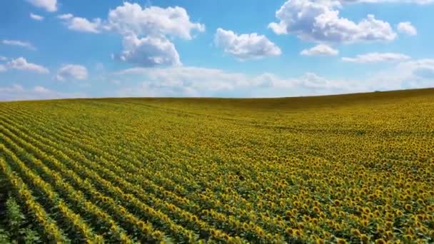 Campo Com Girassóis Florescendo Por Sol Uma Maravilhosa Paisagem Verão — Vídeo de Stock