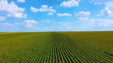 Gün batımında çiçek açan bir tarla. Harika bir yaz manzarası.