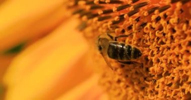 Bal arısı ayçiçeğinden nektar ve polen toplar..