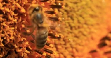 A honey bee collects nectar and pollen from a sunflower flower.