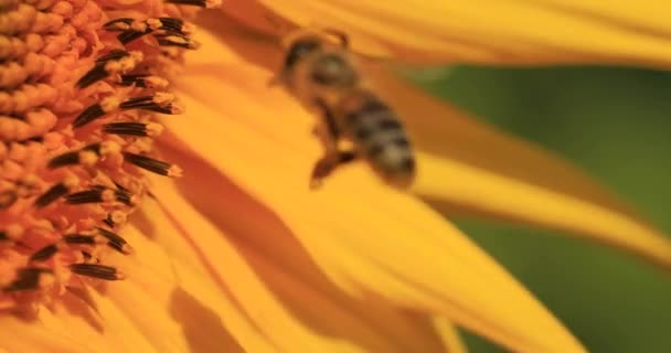 Медова Бджола Збирає Нектар Пилок Квітки Соняшнику — стокове відео