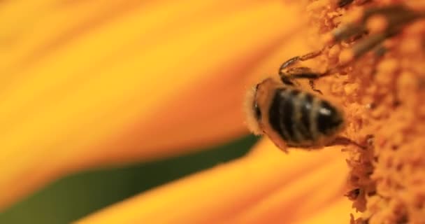 Honey Bee Collects Nectar Pollen Sunflower Flower — Wideo stockowe