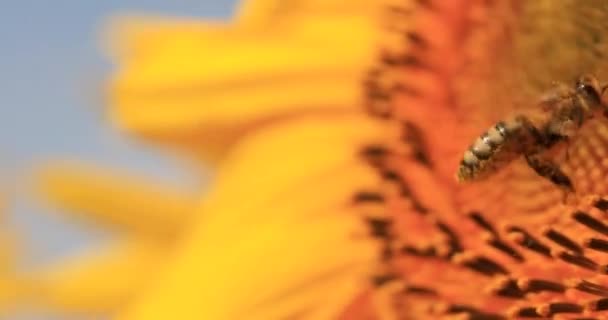 Honey Bee Collects Nectar Pollen Sunflower Flower — Stok video