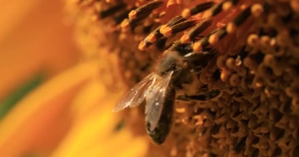 Honey Bee Collects Nectar Pollen Sunflower Flower — Video