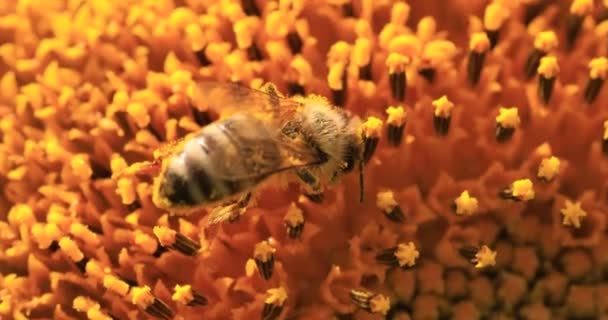 Eine Honigbiene Sammelt Nektar Und Pollen Einer Sonnenblumenblume — Stockvideo