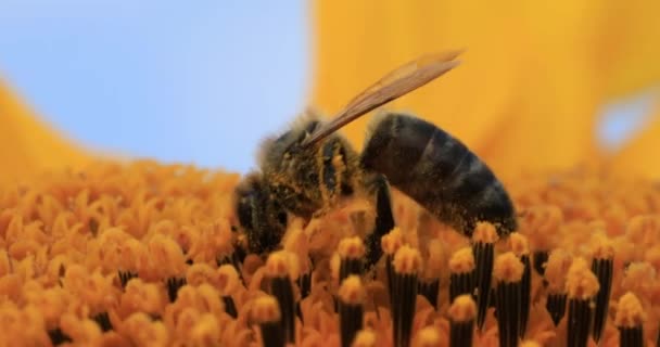 Honey Bee Collects Nectar Pollen Sunflower Flower — Stockvideo