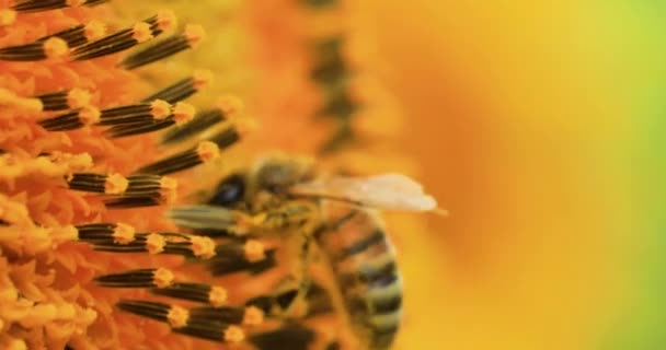 Honey Bee Collects Nectar Pollen Sunflower Flower — Stockvideo